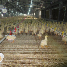 New Product Automatic Duck Feeder Line